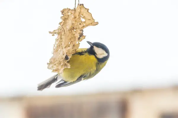 tit bird eating from bird feeder