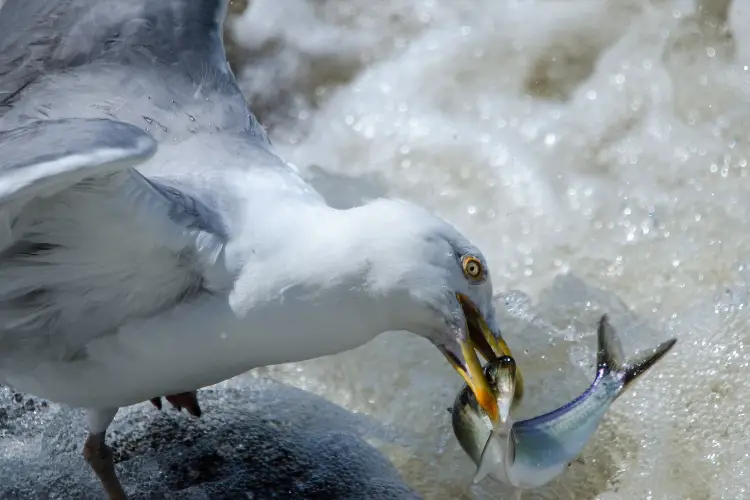 Herring gull eating fish