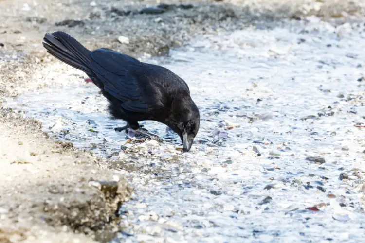 Northwestern crow