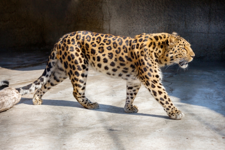 Amur Leopard