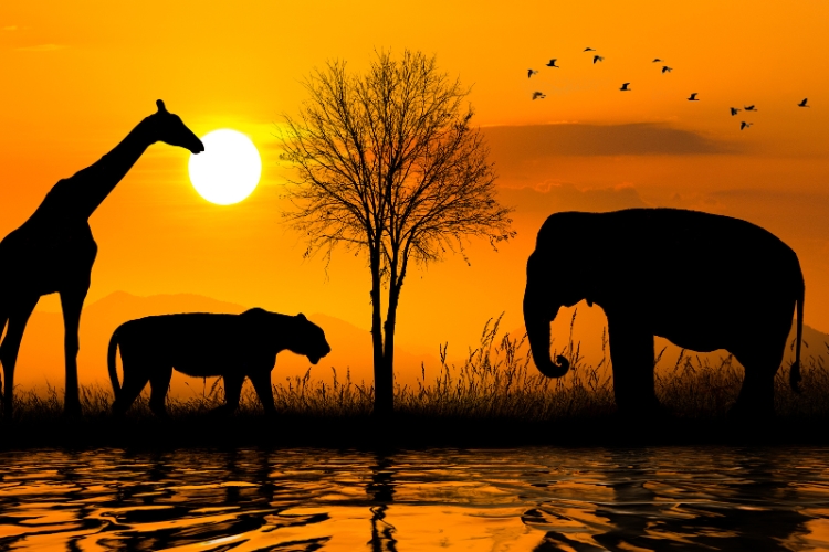 Animal in jungle