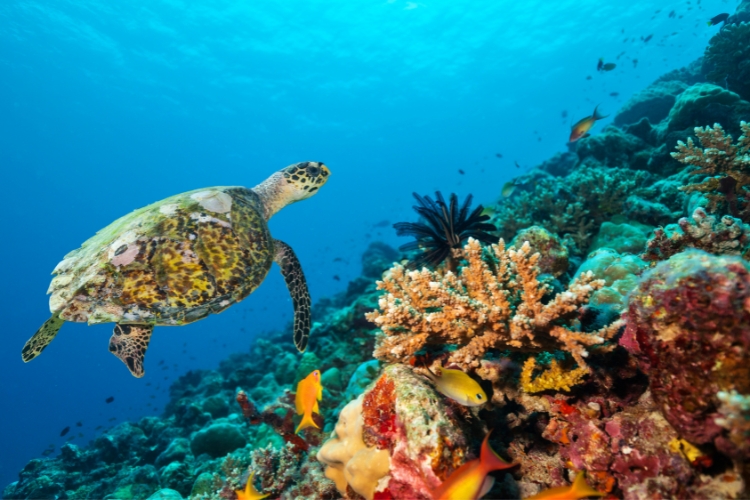 Coral Reefs with turtle