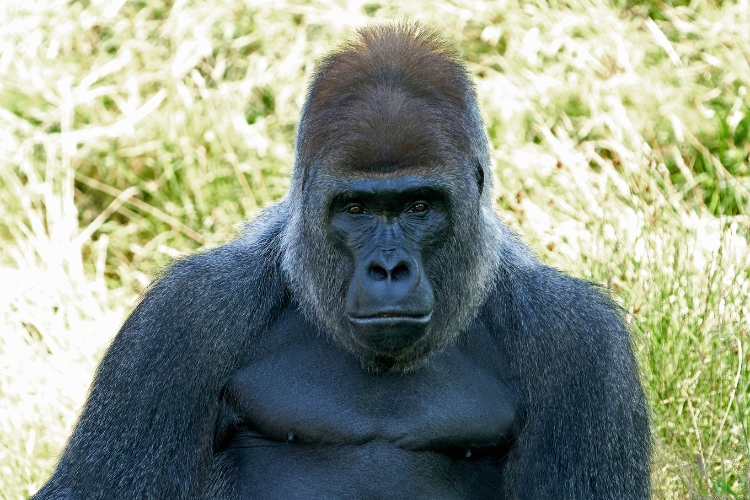 Cross River Gorilla