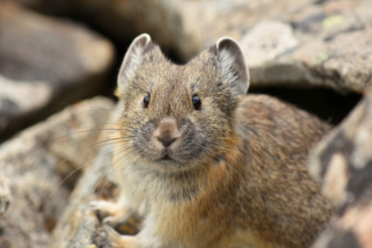 Ili Pika