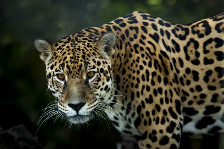 Jaguar in nature