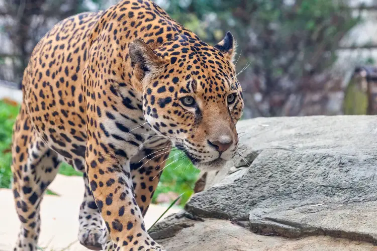 Jaguar roaming