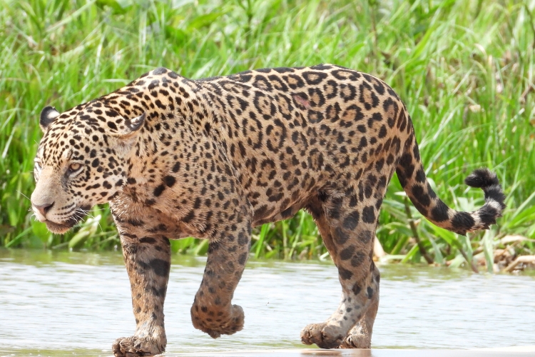 Jaguar