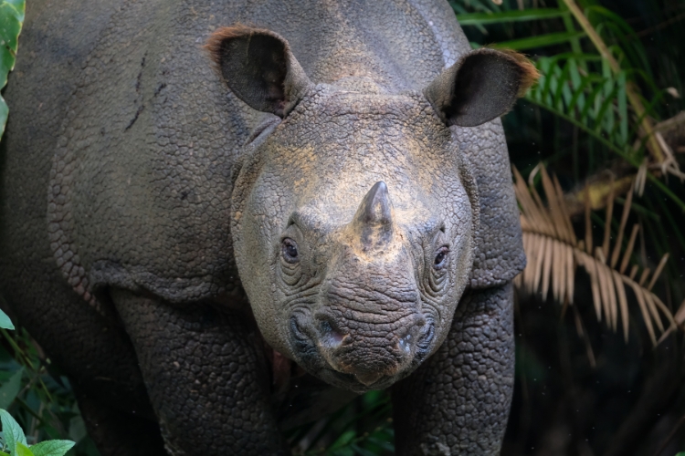 Javan Rhino