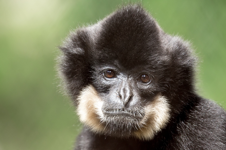 Mentawi Primates
