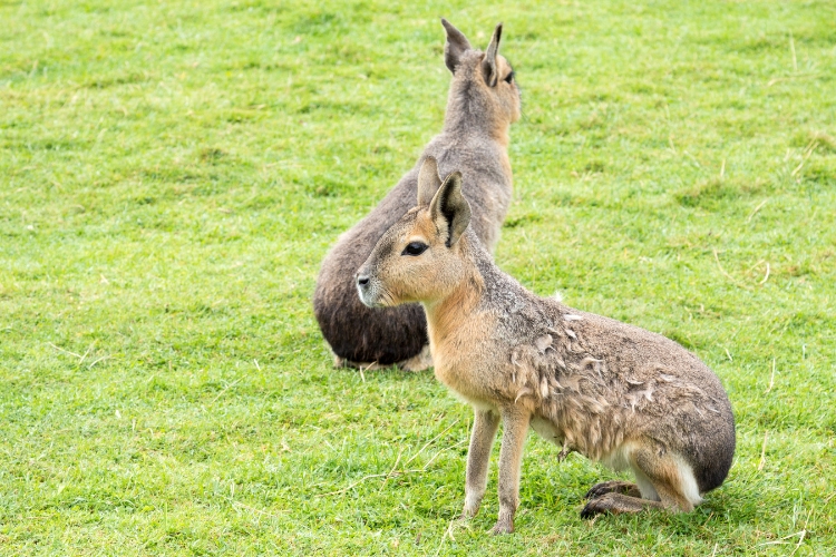Patagonian mara Animal sitting on grass