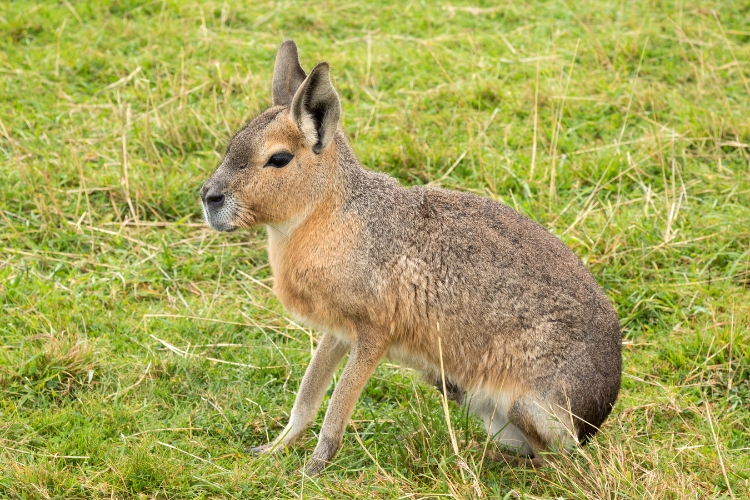 Patagonian mara Animal