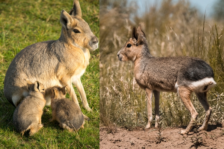 Patagonian mara with her babies