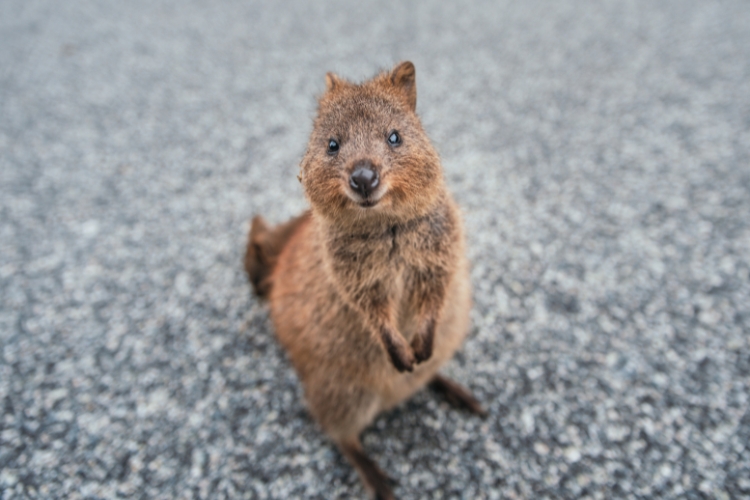 Quokkas
