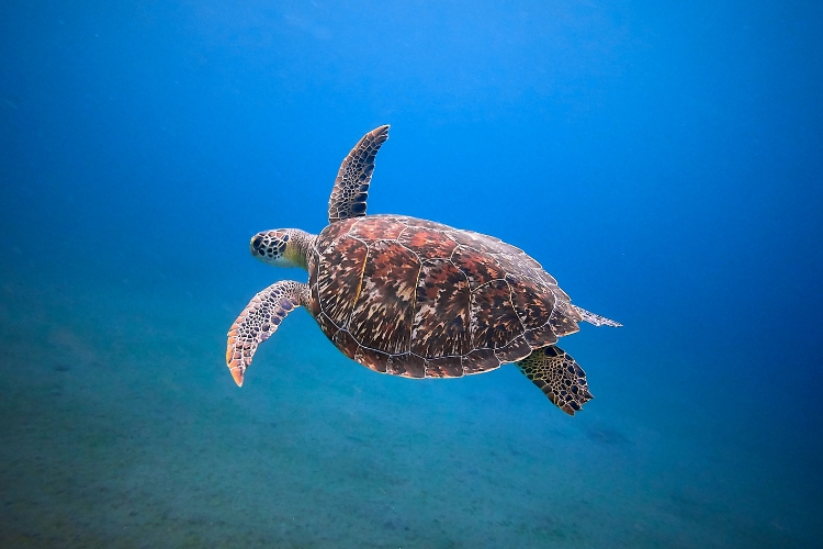 Sea Turtles