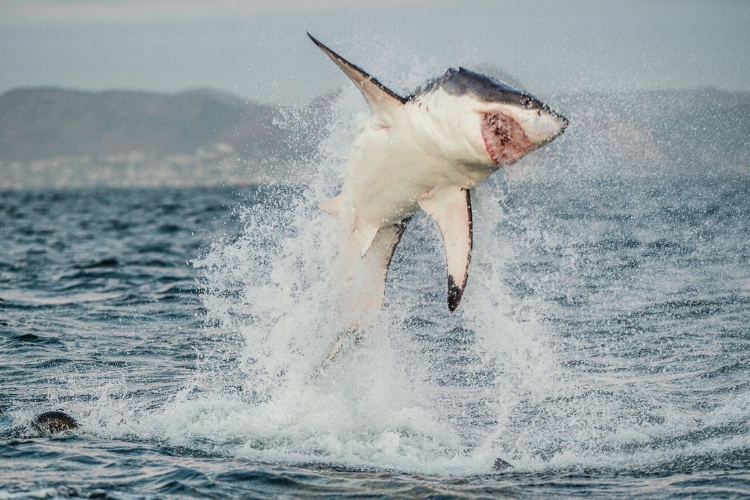 Sharks