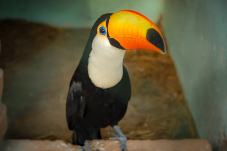 Tucan Ave