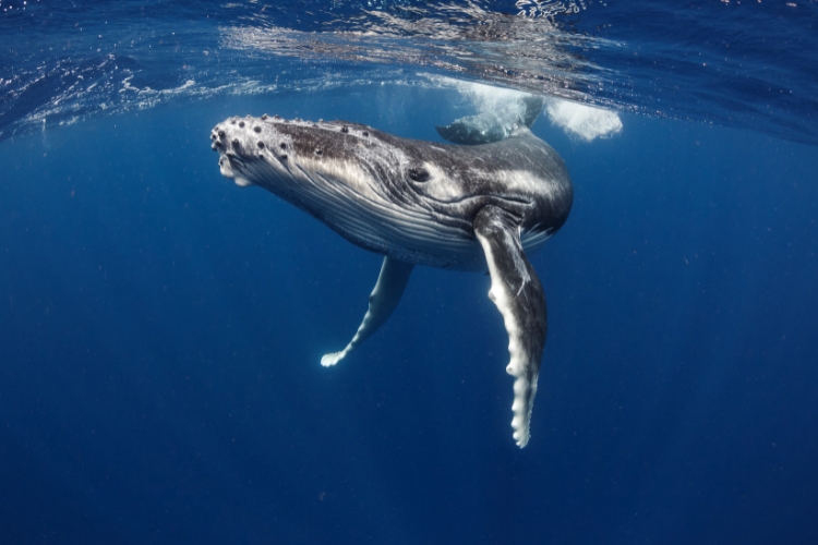 Whales