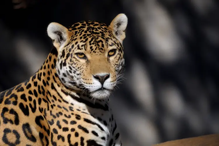 young Jaguar
