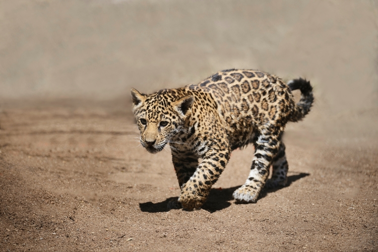 young Jaguar