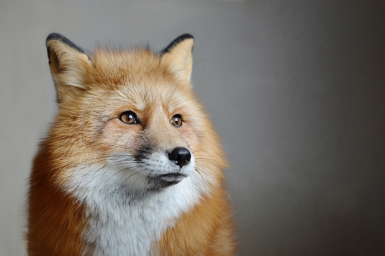 Colorful Fox with fluffy fur