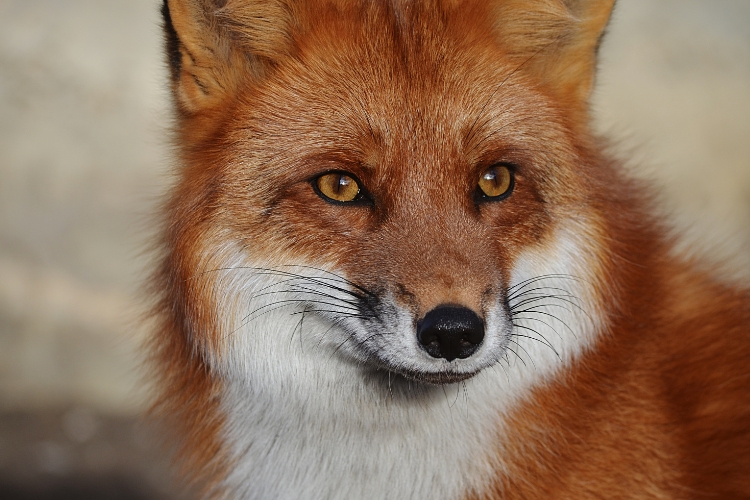 Colorful Fox