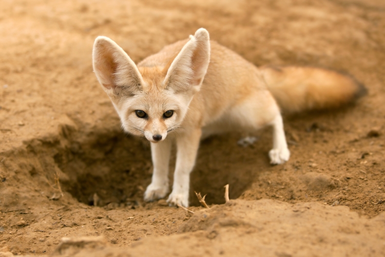 Fennec Fox