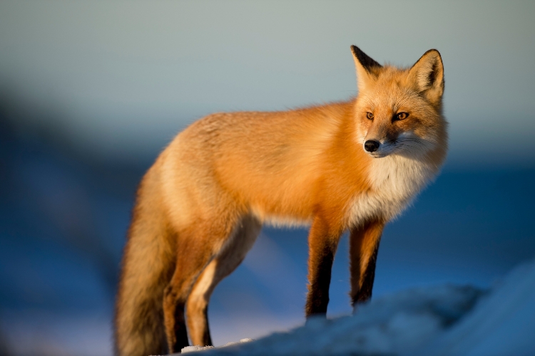 Fox in the Snow