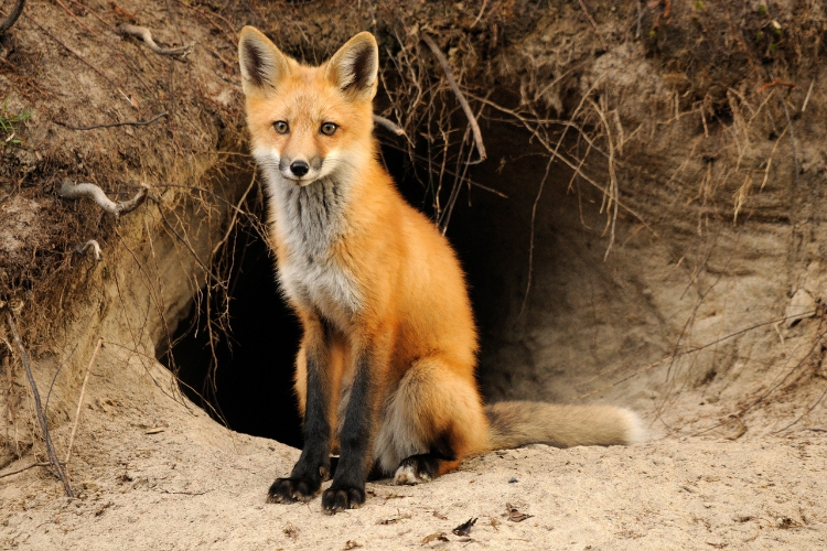 Fox