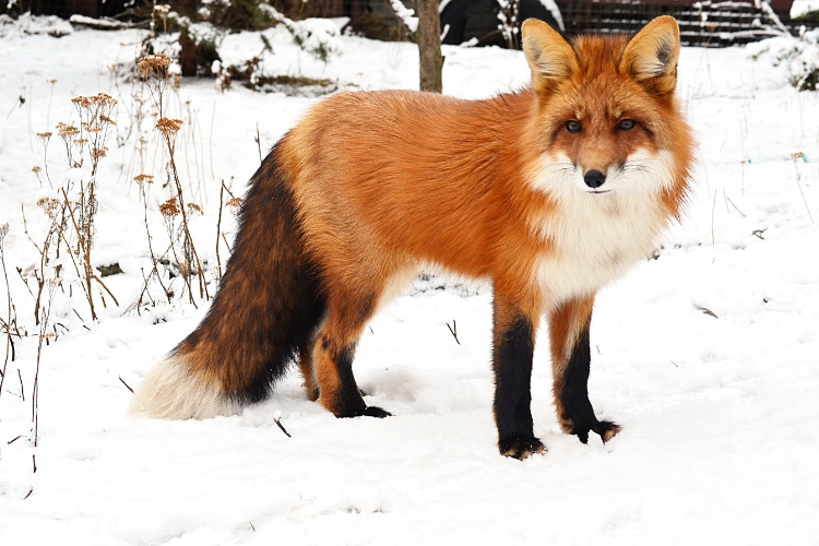 Red Fox among snow