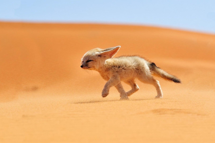 baby Fox in Desert