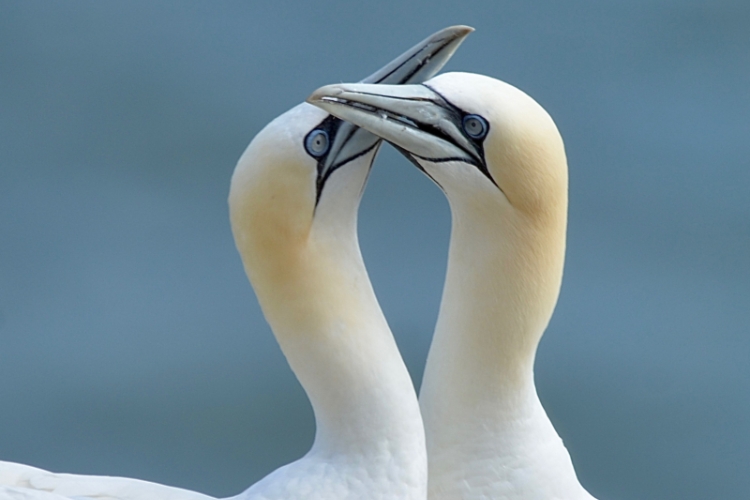 Bird-Courtship