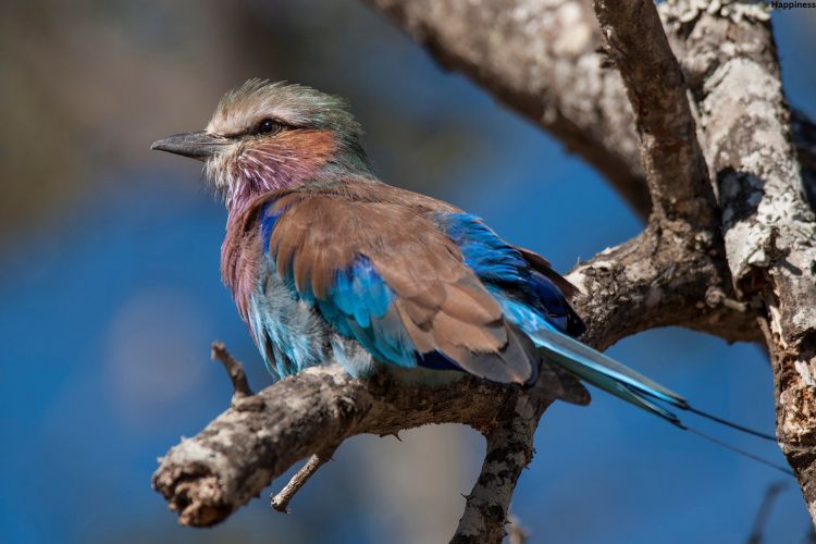 Bird is sitting on tree