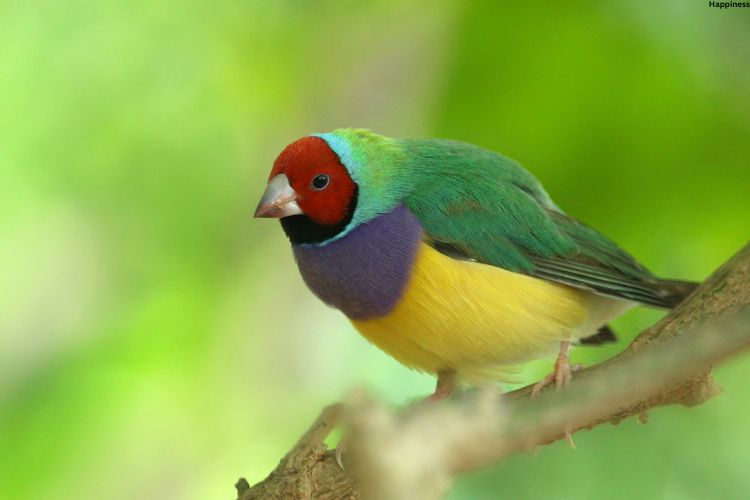 Bird is sitting silently