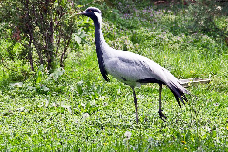 Bird is standing on grass