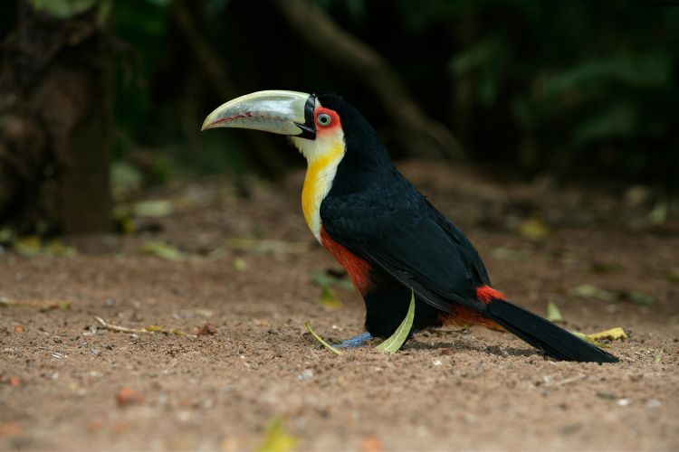Bird is standing on the ground