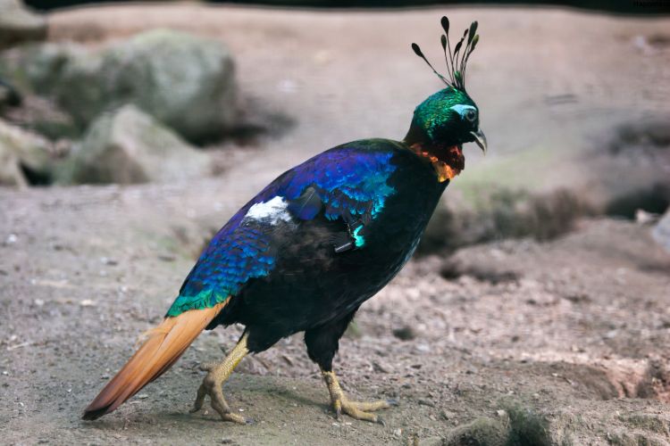 Bird is walking