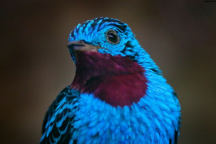 Bird is watching somewhere
