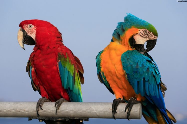 Colored Birds sitting together