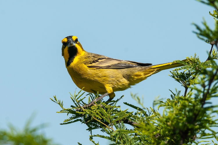 Extinct Bird Species
