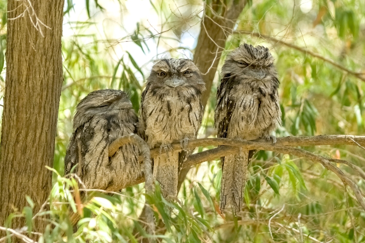 Nocturnal Birds