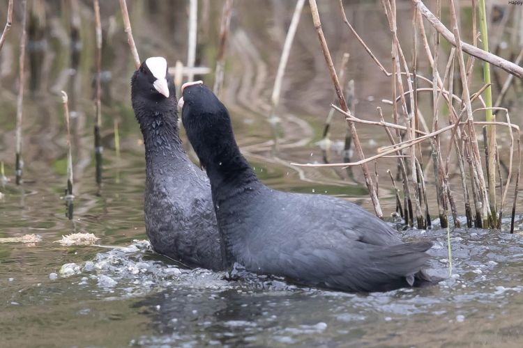 2 Coots are in water