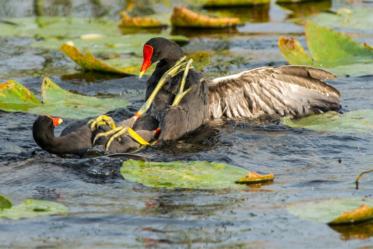 2 Gallinules are playing are with each other