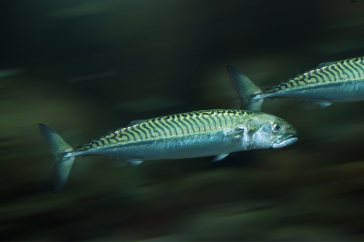 2 Mackerel fishes in the water