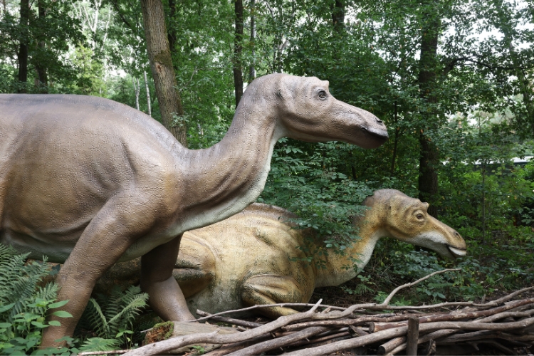 2 Maiasaura are walking in forest