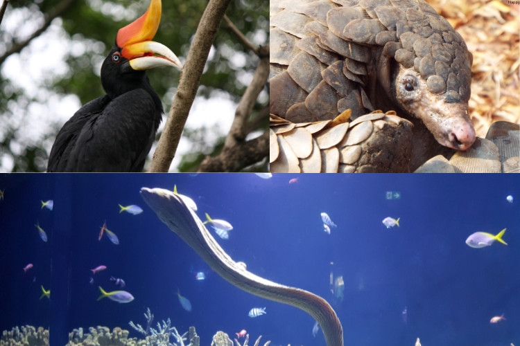 3 Species Being Eaten into Extinction are in one image