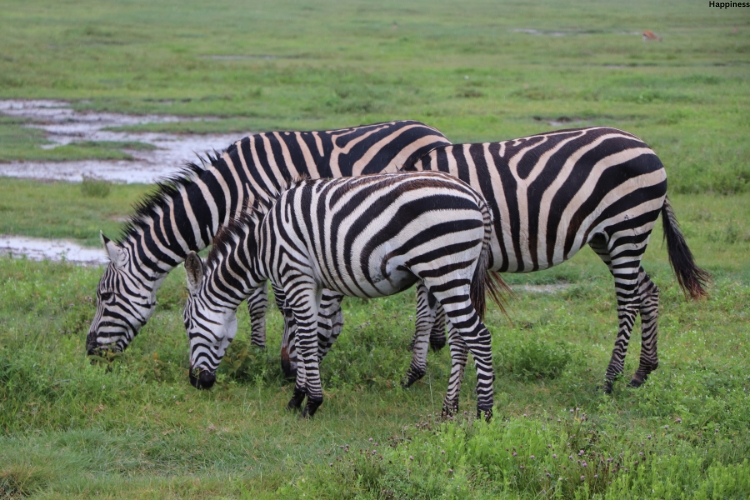 3 Zebra are eating grass together