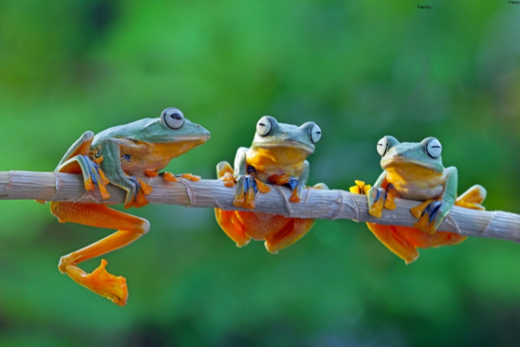 3 frogs are on the tree branch