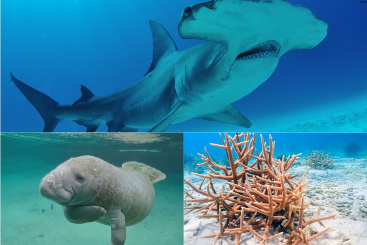 3 Species Threatened by Disease and Parasites