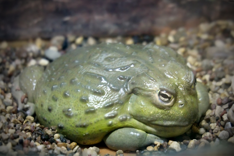 African Bullfrog is on stones