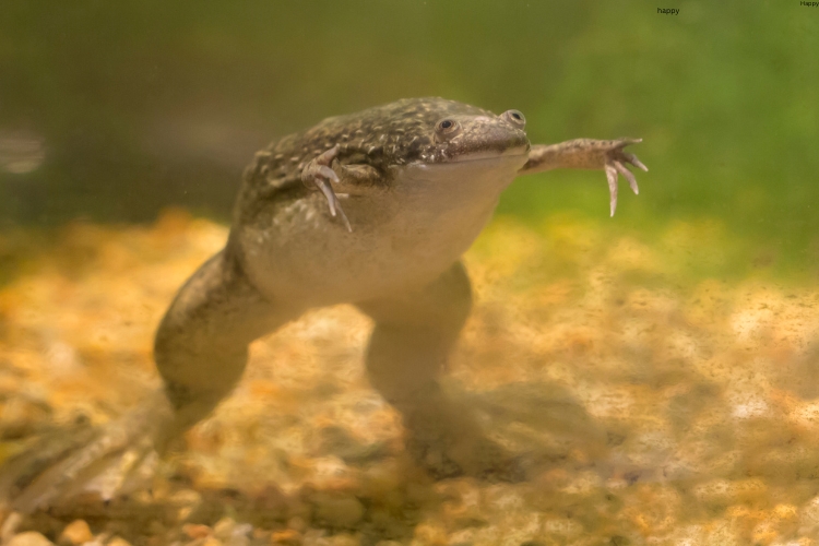 African Clawed Frog is standing